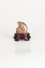 Amonit Doğal Taş Standlı Fosil