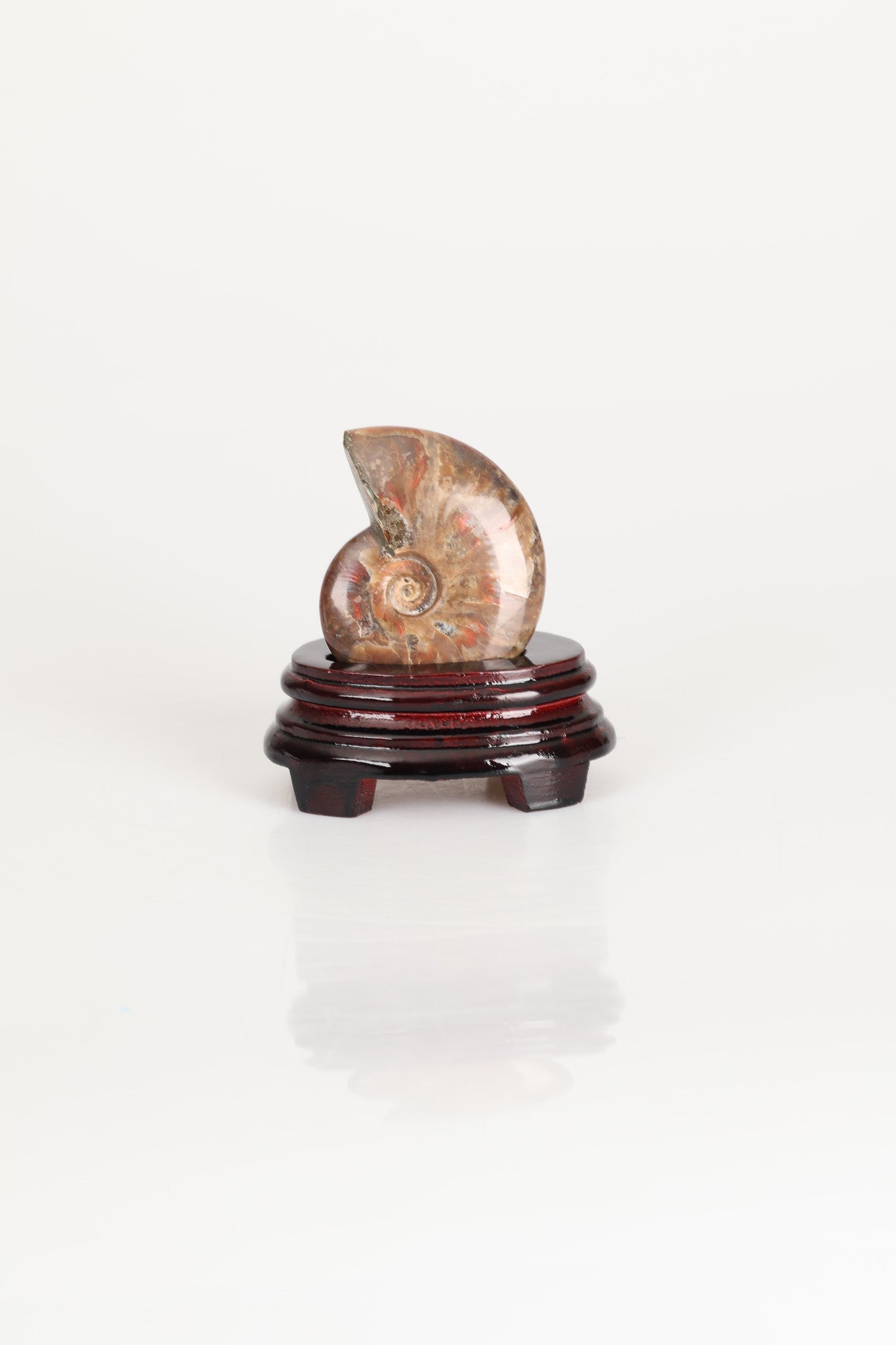 Amonit Doğal Taş Standlı Fosil